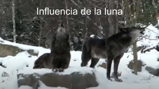 Influencia de la luna