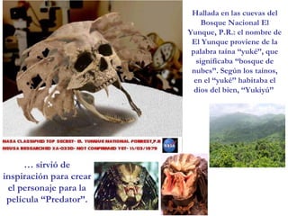 …  sirvió de inspiración para crear el personaje para la película “Predator”. Hallada en las cuevas del Bosque Nacional El Yunque, P.R.: el nombre de El Yunque proviene de la palabra taína ‘‘yuké’’, que significaba ‘‘bosque de nubes’’. Según los taínos, en el ‘‘yuké’’ habitaba el dios del bien, ‘‘Yukiyú’’  