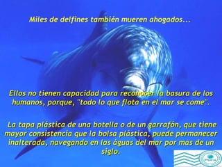 Miles de delfines también mueren ahogados...   Ellos no tienen capacidad para reconocer la basura de los humanos, porque, "todo lo que flota en el mar se come". La tapa plástica de una botella o de un garrafón, que tiene mayor consistencia que la bolsa plástica, puede permanecer inalterada, navegando en las águas del mar por mas de un siglo. 