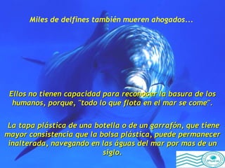 Miles de delfines también mueren ahogados...   Ellos no tienen capacidad para reconocer la basura de los humanos, porque, "todo lo que flota en el mar se come". La tapa plástica de una botella o de un garrafón, que tiene mayor consistencia que la bolsa plástica, puede permanecer inalterada, navegando en las águas del mar por mas de un siglo. 