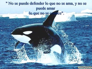 " No se puede defender lo que no se ama, y no se puede amar  lo que no se conoce". 