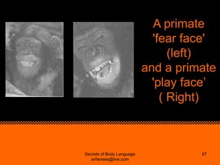 A primate
                             'fear face'
                                 (left)
                           and ...