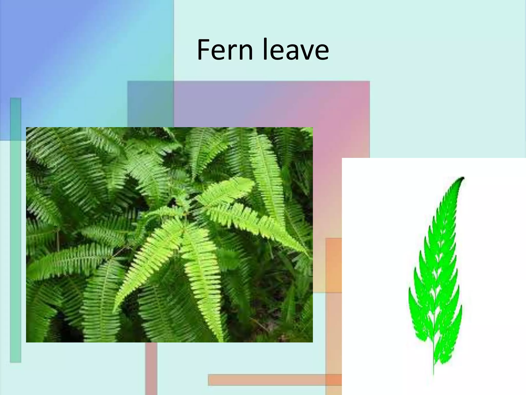Fern leave
 