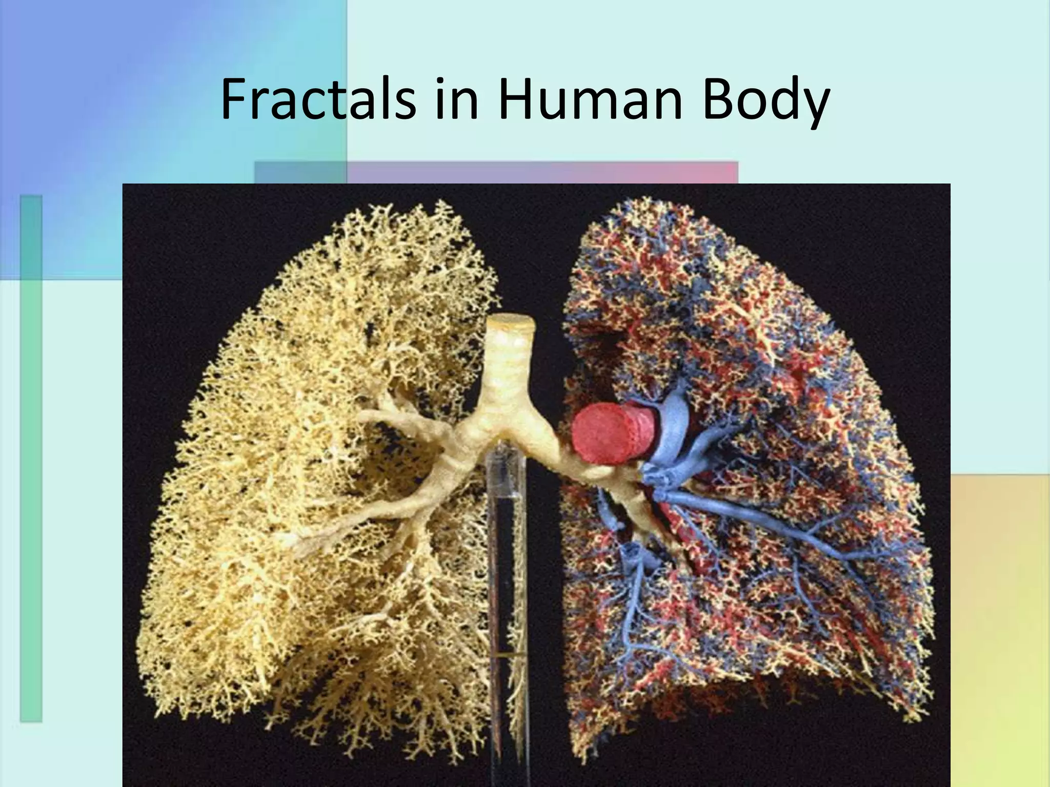 Fractals in Human Body
 