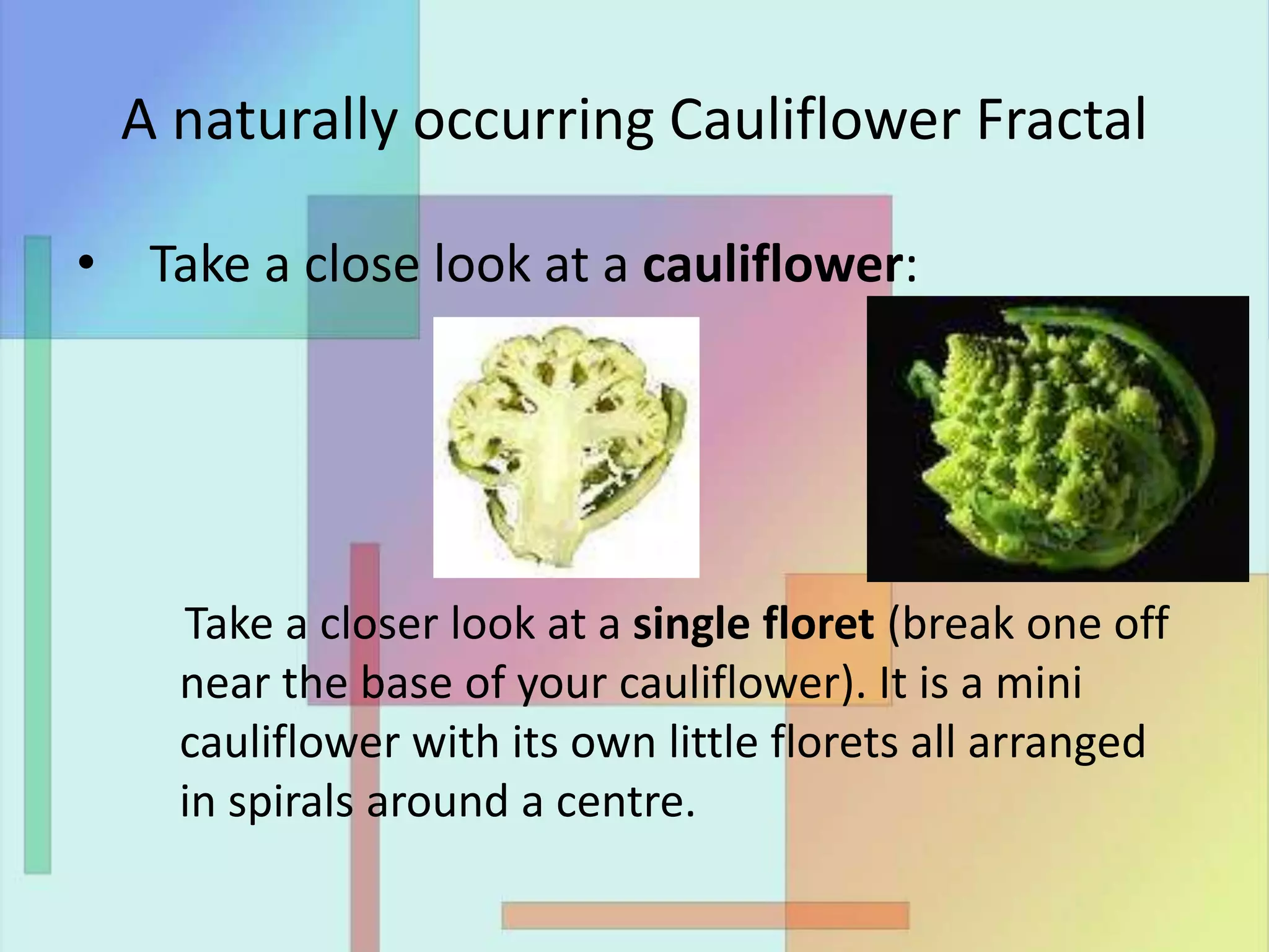 A naturally occurring Cauliflower Fractal
• Take a close look at a cauliflower:
Take a closer look at a single floret (break one off
near the base of your cauliflower). It is a mini
cauliflower with its own little florets all arranged
in spirals around a centre.
 