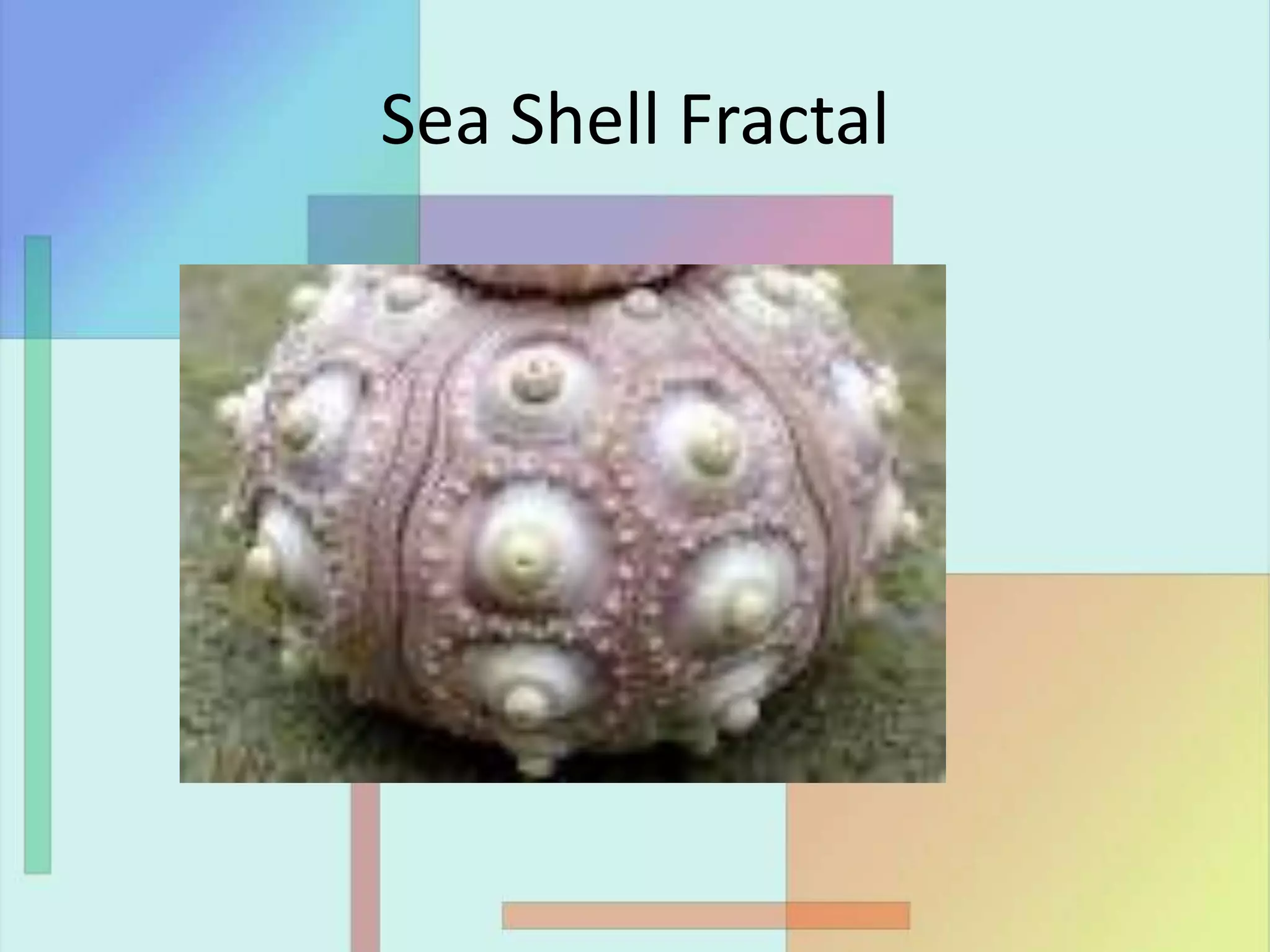 Sea Shell Fractal
 