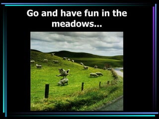 Go and have fun in the meadows...