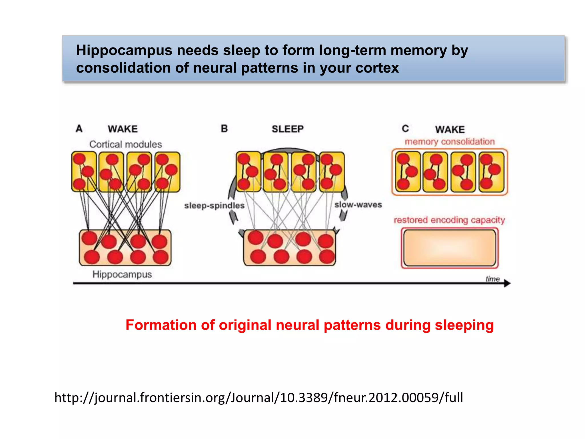 Hippocampus needs sleep to form long-term memory by
consolidation of neural patterns in your cortex
Formation of original neural patterns during sleeping
http://journal.frontiersin.org/Journal/10.3389/fneur.2012.00059/full
 