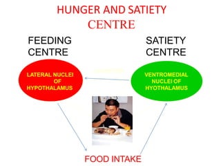 HUNGER AND SATIETY
CENTRE
FEEDING SATIETY
CENTRE CENTRE
LATERAL NUCLEI
OF
HYPOTHALAMUS
VENTROMEDIAL
NUCLEI OF
HYOTHALAMUS
INHIBITION
FOOD INTAKE
 