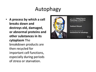 Autophagy
• A process by which a cell
breaks down and
destroys old, damaged,
or abnormal proteins and
other substances in its
cytoplasm The
breakdown products are
then recycled for
important cell functions,
especially during periods
of stress or starvation.
 