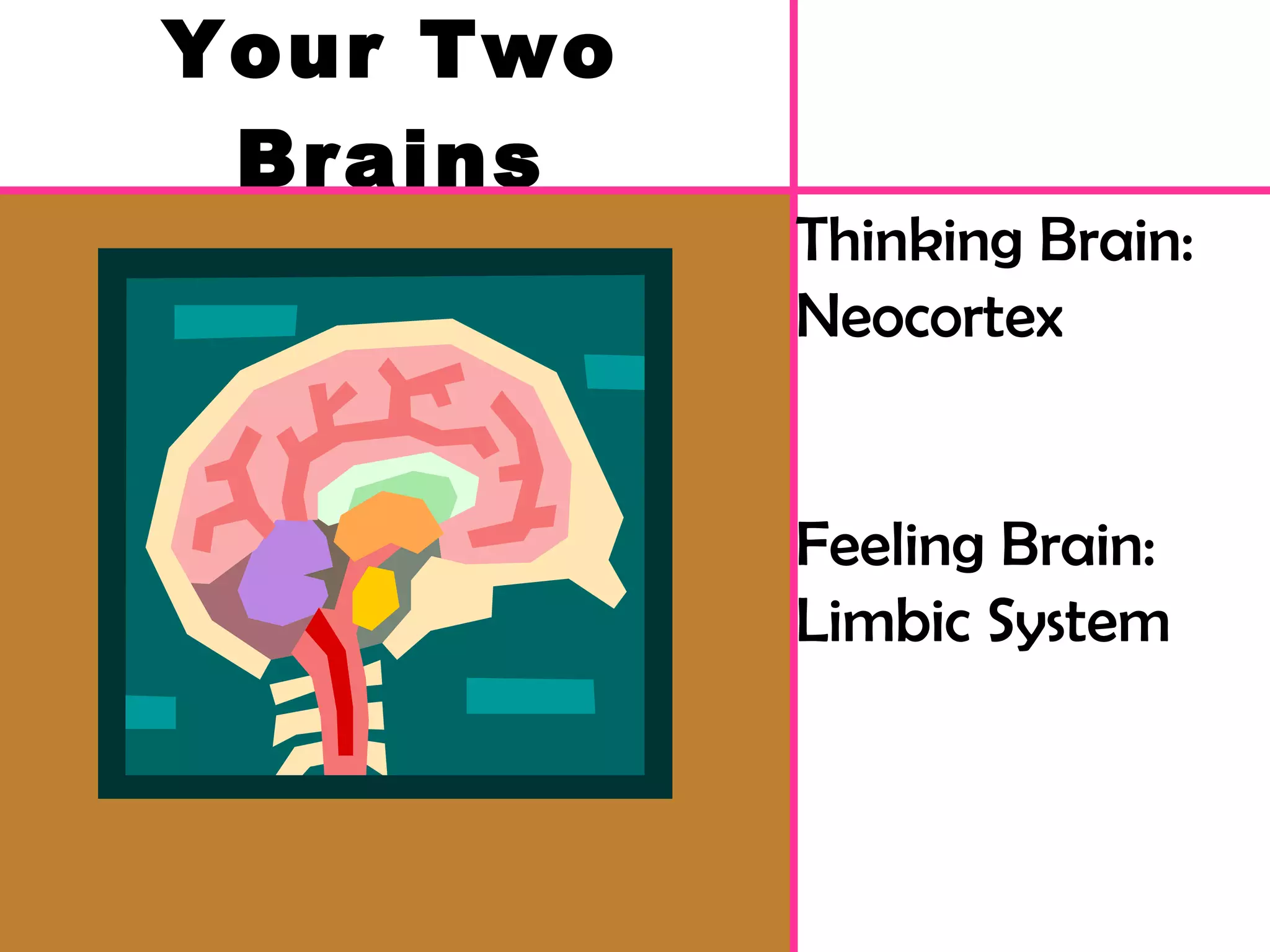 Your Two Brains Thinking Brain: Neocortex Feeling Brain: Limbic System 