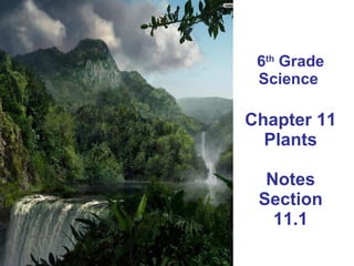 6 th  Grade Science  Chapter 11 Plants Notes Section 11.1 