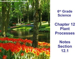 6 th  Grade Science  Chapter 12 Plant Processes Notes Section 12.1 Keukenhof Gardens - Holland 