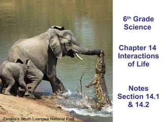 6 th  Grade Science  Chapter 14  Interactions of Life Notes Section 14.1 & 14.2 Zambia’s South Luangwa National Park  