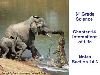 6 th  Grade Science  Chapter 14  Interactions of Life Notes Section 14.3 Zambia’s South Luangwa National Park  