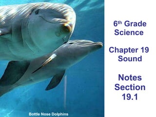 6 th  Grade Science  Chapter 19  Sound Notes Section 19.1 Bottle Nose Dolphins 
