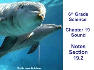 6 th  Grade Science  Chapter 19  Sound Notes Section 19.2 Bottle Nose Dolphins 