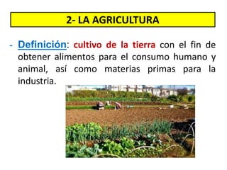 2- LA AGRICULTURA
- Definición: cultivo de la tierra con el fin de
obtener alimentos para el consumo humano y
animal, así como materias primas para la
industria.
 