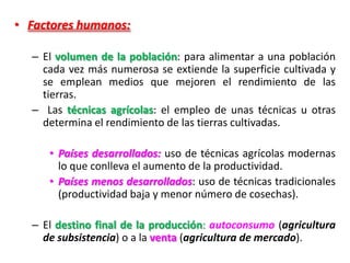 • Factores humanos:
– El volumen de la población: para alimentar a una población
cada vez más numerosa se extiende la superficie cultivada y
se emplean medios que mejoren el rendimiento de las
tierras.
– Las técnicas agrícolas: el empleo de unas técnicas u otras
determina el rendimiento de las tierras cultivadas.
• Países desarrollados: uso de técnicas agrícolas modernas
lo que conlleva el aumento de la productividad.
• Países menos desarrollados: uso de técnicas tradicionales
(productividad baja y menor número de cosechas).
– El destino final de la producción: autoconsumo (agricultura
de subsistencia) o a la venta (agricultura de mercado).
 