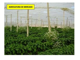 AGRICULTURA DE MERCADO
 