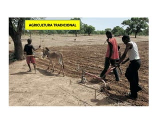 AGRICULTURA TRADICIONAL
 
