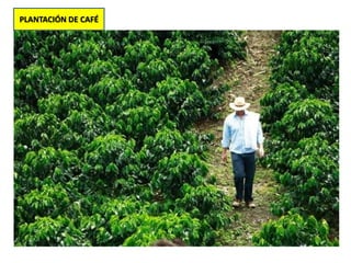 PLANTACIÓN DE CAFÉ
 