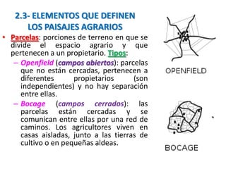 2.3- ELEMENTOS QUE DEFINEN
LOS PAISAJES AGRARIOS
• Parcelas: porciones de terreno en que se
divide el espacio agrario y que
pertenecen a un propietario. Tipos:
– Openfield (campos abiertos): parcelas
que no están cercadas, pertenecen a
diferentes propietarios (son
independientes) y no hay separación
entre ellas.
– Bocage (campos cerrados): las
parcelas están cercadas y se
comunican entre ellas por una red de
caminos. Los agricultores viven en
casas aisladas, junto a las tierras de
cultivo o en pequeñas aldeas.
 