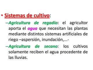 • Sistemas de cultivo:
–Agricultura de regadío: el agricultor
aporta el agua que necesitan las plantas
mediante distintos sistemas artificiales de
riego –aspersión, inundación,...-
–Agricultura de secano: los cultivos
solamente reciben el agua procedente de
las lluvias.
 
