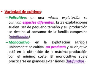 • Variedad de cultivos:
– Policultivo: en una misma explotación se
cultivan especies diferentes. Estas explotaciones
suelen ser de pequeño tamaño y su producción
se destina al consumo de la familia campesina
(minifundios)
– Monocultivo: en la explotación agrícola
únicamente se cultiva un producto y su objetivo
está en la obtención de la máxima producción
con el mínimo coste. El monocultivo suele
practicarse en grandes extensiones (latifundios).
 