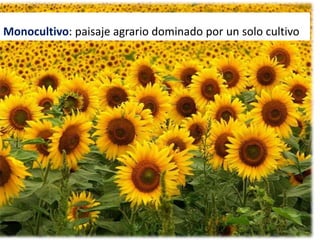 Monocultivo: paisaje agrario dominado por un solo cultivo
 