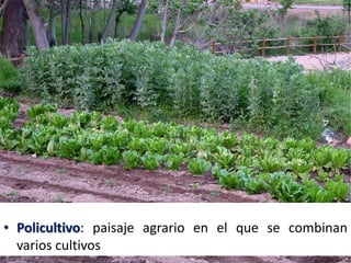 • Policultivo: paisaje agrario en el que se combinan
varios cultivos
 