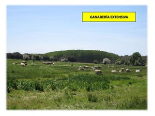 GANADERÍA EXTENSIVA
 