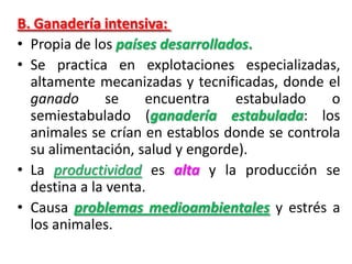 B. Ganadería intensiva:
• Propia de los países desarrollados.
• Se practica en explotaciones especializadas,
altamente mecanizadas y tecnificadas, donde el
ganado se encuentra estabulado o
semiestabulado (ganadería estabulada: los
animales se crían en establos donde se controla
su alimentación, salud y engorde).
• La productividad es alta y la producción se
destina a la venta.
• Causa problemas medioambientales y estrés a
los animales.
 