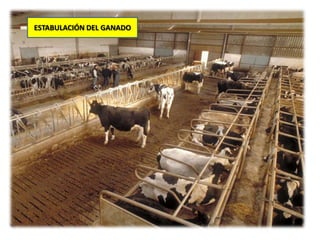 ESTABULACIÓN DEL GANADO
 