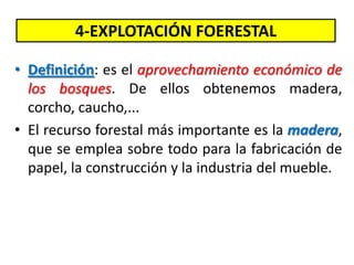 4-EXPLOTACIÓN FOERESTAL
• Definición: es el aprovechamiento económico de
los bosques. De ellos obtenemos madera,
corcho, caucho,...
• El recurso forestal más importante es la madera,
que se emplea sobre todo para la fabricación de
papel, la construcción y la industria del mueble.
 