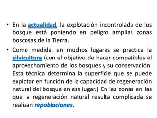 • En la actualidad, la explotación incontrolada de los
bosque está poniendo en peligro amplias zonas
boscosas de la Tierra.
• Como medida, en muchos lugares se practica la
silvicultura (con el objetivo de hacer compatibles el
aprovechamiento de los bosques y su conservación.
Esta técnica determina la superficie que se puede
explotar en función de la capacidad de regeneración
natural del bosque en ese lugar.) En las zonas en las
que la regeneración natural resulta complicada se
realizan repoblaciones.
 