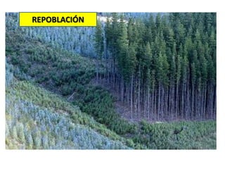REPOBLACIÓN
 