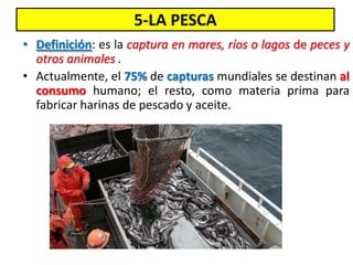 5-LA PESCA
• Definición: es la captura en mares, ríos o lagos de peces y
otros animales .
• Actualmente, el 75% de capturas mundiales se destinan al
consumo humano; el resto, como materia prima para
fabricar harinas de pescado y aceite.
 