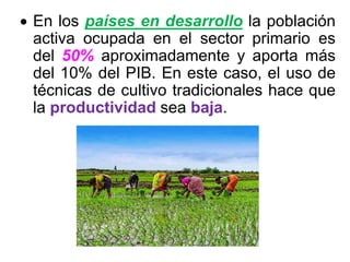 En los países en desarrollo la población
activa ocupada en el sector primario es
del 50% aproximadamente y aporta más
del 10% del PIB. En este caso, el uso de
técnicas de cultivo tradicionales hace que
la productividad sea baja.
 
