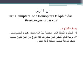 ‫الكرنب‬ ‫من‬
Or : Hemiptera so : Homoptera f: Aphididae
Brevicoryne brassicae
‫الحشرة‬ ‫وصف‬:-
1-‫ن‬ ‫الحجم‬ ‫كبيرة‬ ‫تعتبر‬ ‫المن‬ ‫لهذا‬ ‫مجنحة‬ ‫الغير‬ ‫الكاملة‬ ‫الحشرة‬‫سبيا‬.
2-‫مغطاة‬ ‫تكون‬ ‫المن‬ ‫من‬ ‫النوع‬ ‫هذا‬ ‫حشرات‬ ‫لكن‬ ‫أخضر‬ ‫العام‬ ‫لونها‬
‫أبيض‬ ‫لونا‬ ‫تعطيه‬ ‫بيضاء‬ ‫شمعية‬ ‫بمادة‬.
 