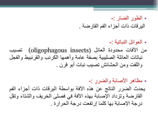 •‫الطور‬‫الضار‬:-
‫اليرقات‬‫ذات‬‫أجزاء‬‫الفم‬‫القارضة‬.
•‫العوائل‬‫النباتية‬:-
‫من‬‫اآلفات‬‫محدودة‬‫العائل‬((oligophagous insects‫تصيب‬
‫نباتات‬‫العائلة‬‫الصليبية‬‫بصفة‬‫عامة‬‫وأهمها‬‫الكرنب‬‫والقرنب‬‫يط‬‫والفجل‬
‫واللفت‬‫ومن‬‫الحشائش‬‫تصيب‬‫نبات‬‫أبو‬‫قرن‬.
•‫مظاهر‬‫األصابة‬‫والضرر‬:-
‫يحدث‬‫الضرر‬‫الناتج‬‫عن‬‫هذه‬‫اآلفة‬‫بواسطة‬‫اليرقات‬‫ذات‬‫أجزاء‬‫الف‬‫م‬
‫القارضة‬‫وتزداد‬‫اإلصابة‬‫بهذه‬‫اآلفة‬‫في‬‫فصلى‬‫الخريف‬‫والش‬‫تاء‬‫وتقل‬
‫درجة‬‫اإلصابة‬‫بها‬‫كلما‬‫إرتفعت‬‫درجة‬‫الحرارة‬.
 