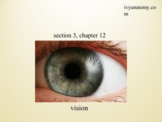ivyanatomy.co
m

section 3, chapter 12

vision

 