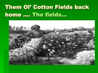 Them Ol’ Cotton Fields back home ….  The fields... 