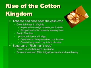 Rise of the Cotton Kingdom Tobacco had once been the cash crop Colonial times in Virginia depended on foreign markets, not $ stable Stripped land of its nutrients, wearing it out South Carolina produced rice and indigo Depended on foreign markets, not $ stable Couldn’t be grown in dry, inland climates Sugarcane- “Rich man’s crop” Grown in southeastern Louisiana Farmers invested $$ in irrigation canals and machinery 