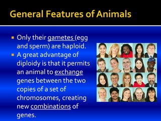  Only their gametes (egg
and sperm) are haploid.
 A great advantage of
diploidy is that it permits
an animal to exchange
genes between the two
copies of a set of
chromosomes, creating
new combinations of
genes.
 