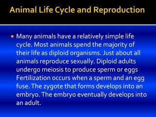  Many animals have a relatively simple life
cycle. Most animals spend the majority of
their life as diploid organisms. Just about all
animals reproduce sexually. Diploid adults
undergo meiosis to produce sperm or eggs
Fertilization occurs when a sperm and an egg
fuse.The zygote that forms develops into an
embryo.The embryo eventually develops into
an adult.
 