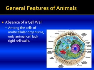  Absence of a CellWall
 Among the cells of
multicellular organisms,
only animal cell lack
rigid cell walls.
 