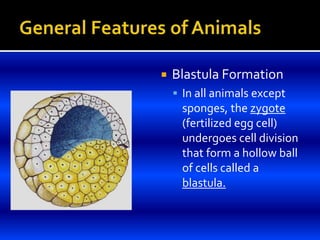  Blastula Formation
 In all animals except
sponges, the zygote
(fertilized egg cell)
undergoes cell division
that form a hollow ball
of cells called a
blastula.
 