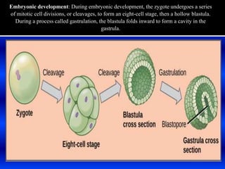 Embryonic development: During embryonic development, the zygote undergoes a series
of mitotic cell divisions, or cleavages, to form an eight-cell stage, then a hollow blastula.
During a process called gastrulation, the blastula folds inward to form a cavity in the
gastrula.
 