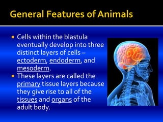  Cells within the blastula
eventually develop into three
distinct layers of cells –
ectoderm, endoderm, and
mesoderm.
 These layers are called the
primary tissue layers because
they give rise to all of the
tissues and organs of the
adult body.
 